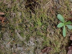 Hygrohypnella ochracea