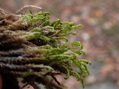 Hygrohypnella ochracea