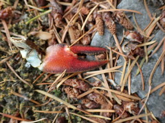 Pacifastacus leniusculus