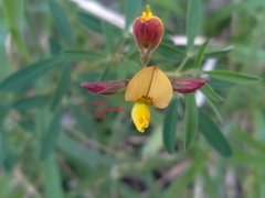 Crotalaria pumila