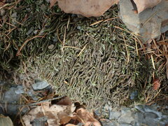 Scleropodium obtusifolium