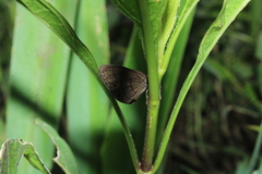 Euptychiina