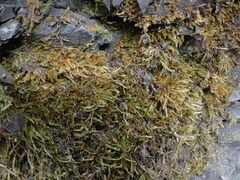 Homalothecium fulgescens