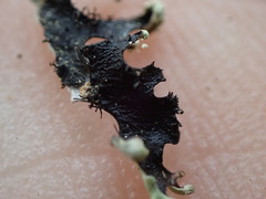 Hypotrachyna sinuosa