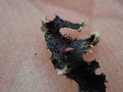 Hypotrachyna sinuosa