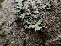 Hypotrachyna sinuosa