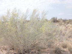 Crotalaria spartioides