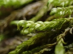 Hygrohypnella ochracea