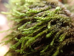 Hygrohypnella ochracea