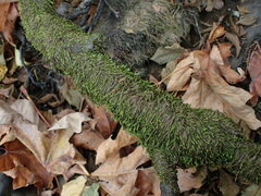 Hygrohypnella ochracea