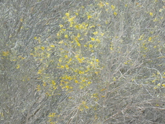 Crotalaria spartioides