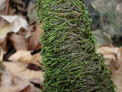 Hygrohypnella ochracea