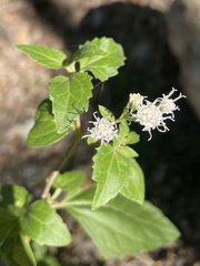Ageratina havanensis