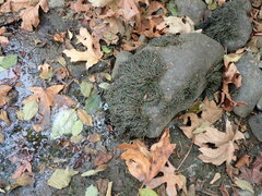 Fontinalis neomexicana