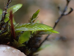 Fontinalis neomexicana