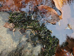 Fontinalis neomexicana