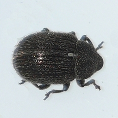 Cleopomiarus hispidulus