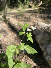 Ageratina havanensis