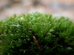 Fissidens ventricosus