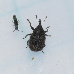 Cleopomiarus hispidulus