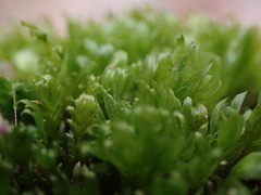 Fissidens ventricosus