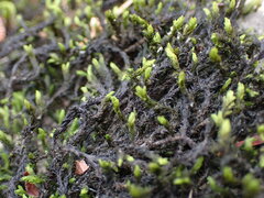 Racomitrium aciculare