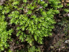 Dichodontium pellucidum