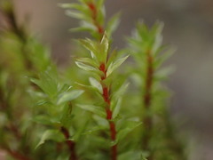 Ptychostomum pseudotriquetrum