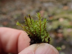 Ptychostomum pseudotriquetrum