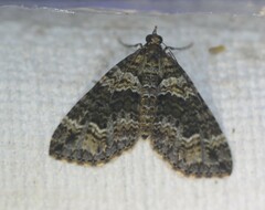 Crasilogia gressitti