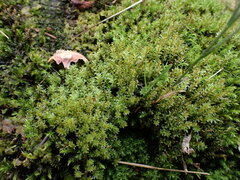 Ptychostomum pseudotriquetrum