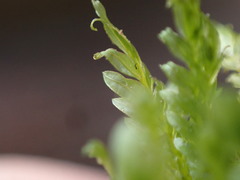 Fissidens ventricosus