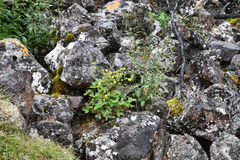 Potentilla asperrima