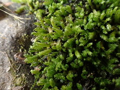 Fissidens ventricosus