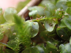 Plagiomnium rostratum