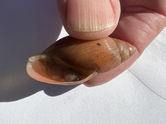 Euglandina rosea