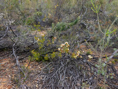 Chamelaucium uncinatum