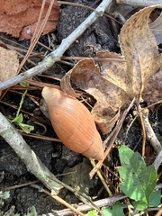 Euglandina rosea