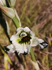 Chloraea bletioides
