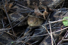 Crotalus ravus