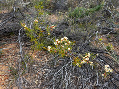 Chamelaucium uncinatum
