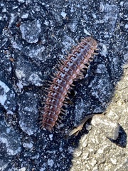 Pseudopolydesmus canadensis
