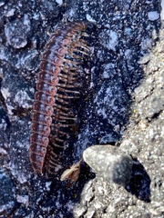 Pseudopolydesmus canadensis
