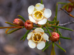 Chamelaucium uncinatum