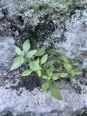 Perityle lindheimeri