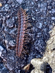 Pseudopolydesmus canadensis