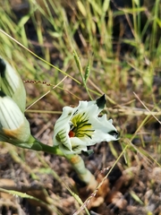 Chloraea bletioides
