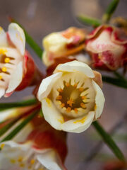 Chamelaucium uncinatum