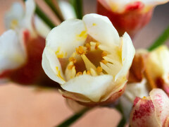 Chamelaucium uncinatum