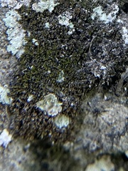 Leprocaulaceae